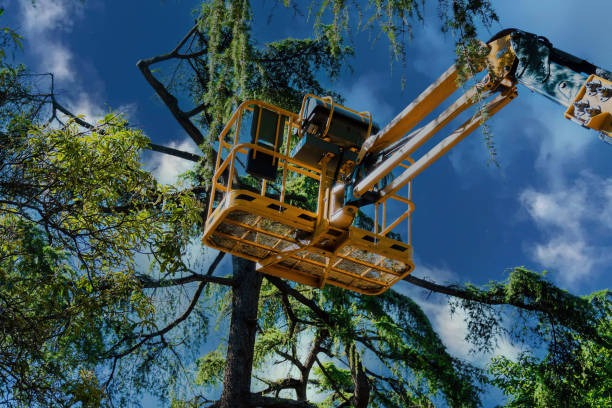 Reliable Detroit Beach, MI  Tree Services Solutions