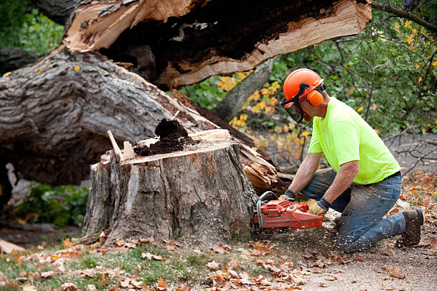 Best Leaf Removal Services  in Detroit Beach, MI